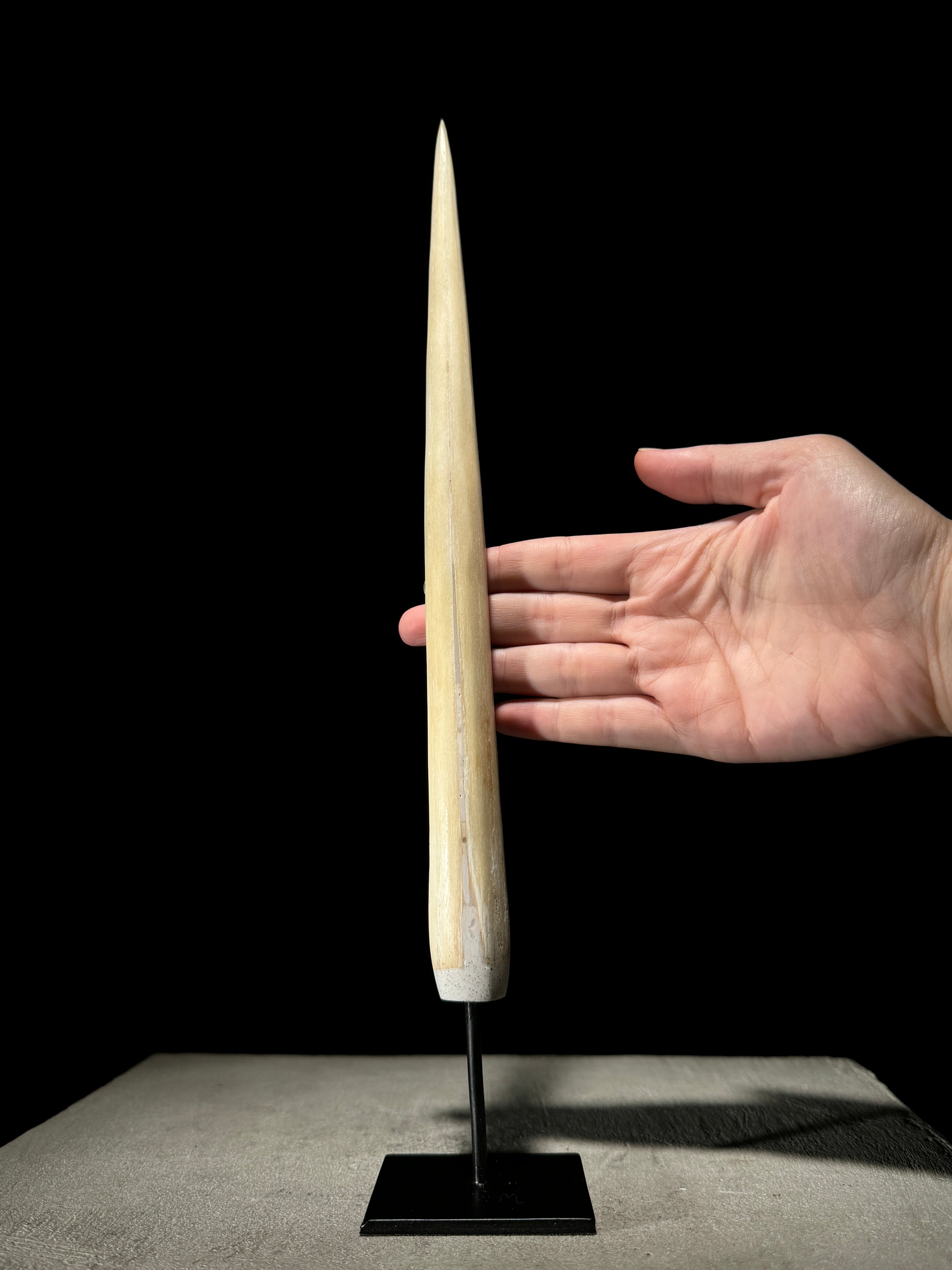 Marlin tusk on stand  - Tusk,A/013