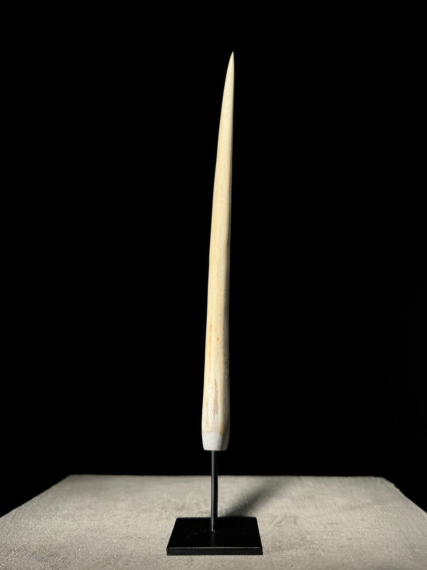Marlin tusk on stand  - Tusk,A/013