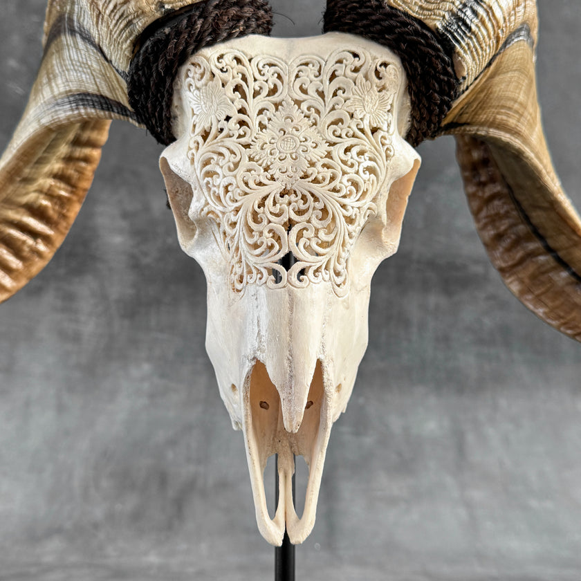 Carved Ram Skull with Traditional Balinese Motif - White Wall Art Decor for Boho, Rustic & Eclectic Interiors