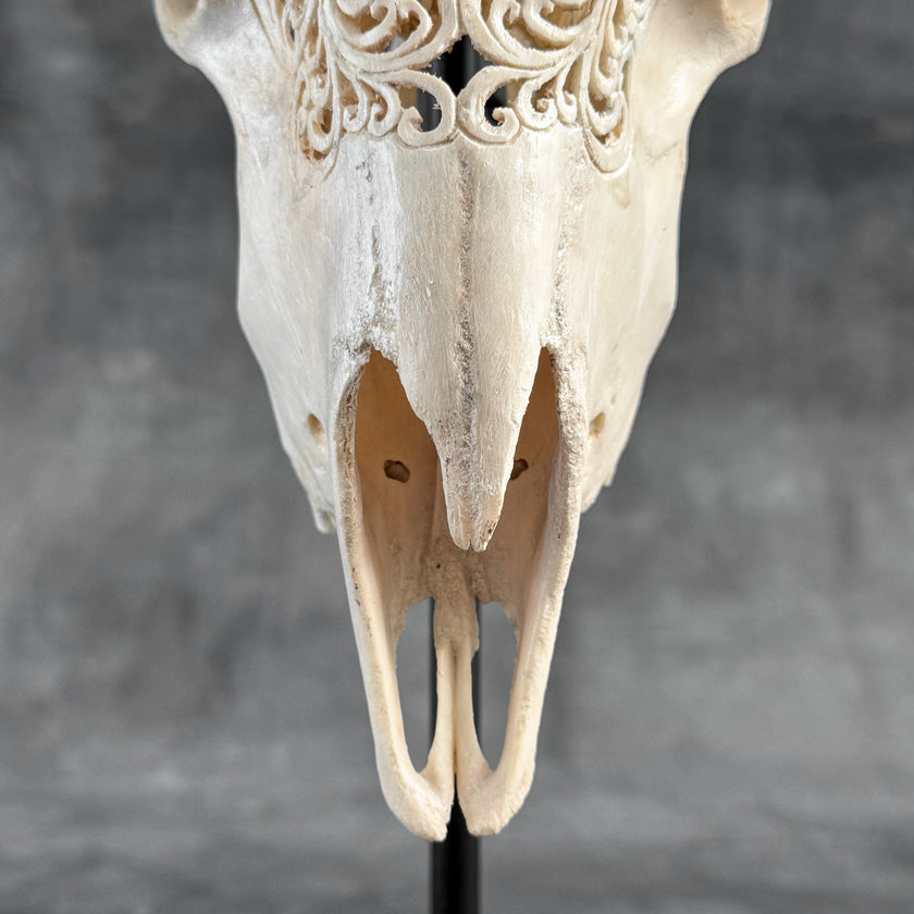 Carved Ram Skull with Traditional Balinese Motif - White Wall Art Decor for Boho, Rustic & Eclectic Interiors