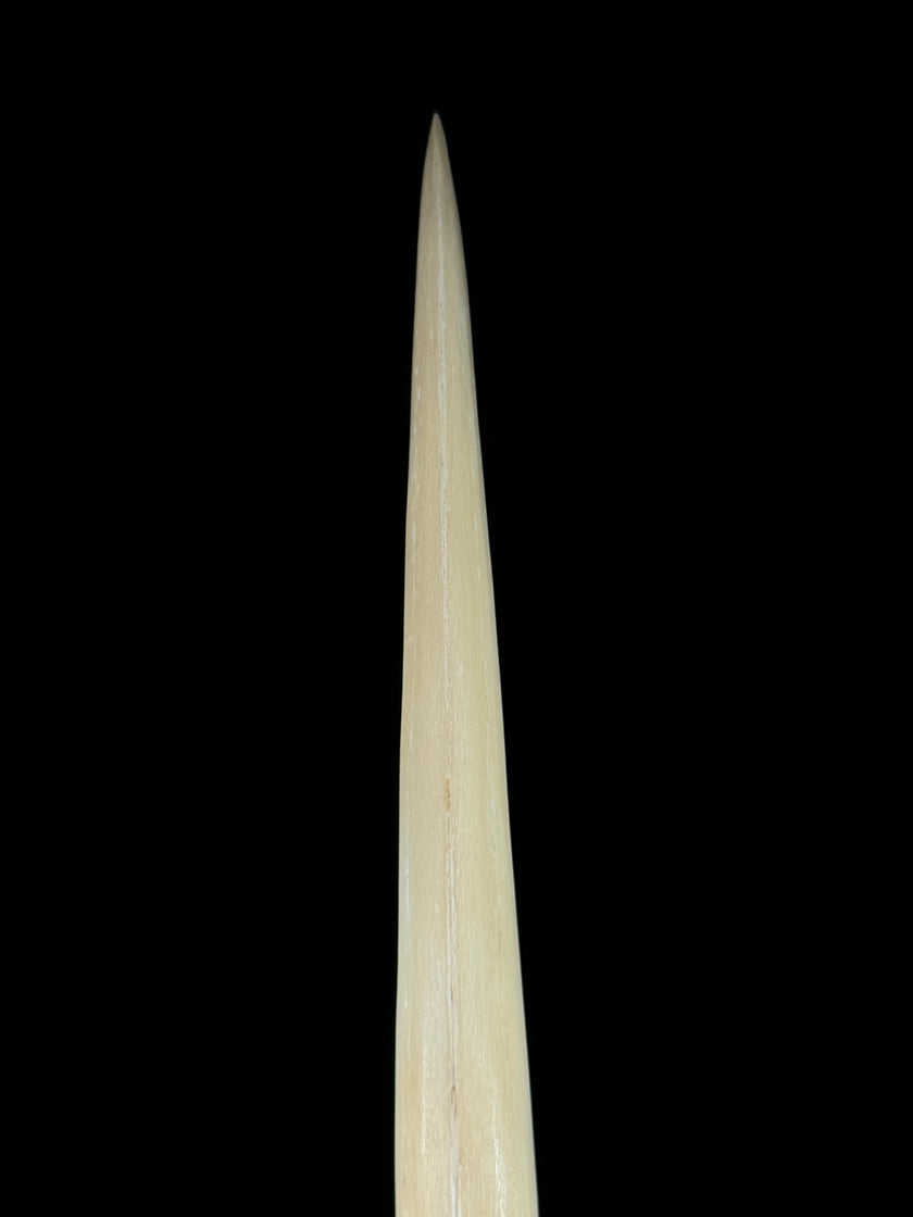 Marlin tusk on stand  - Tusk,A/013