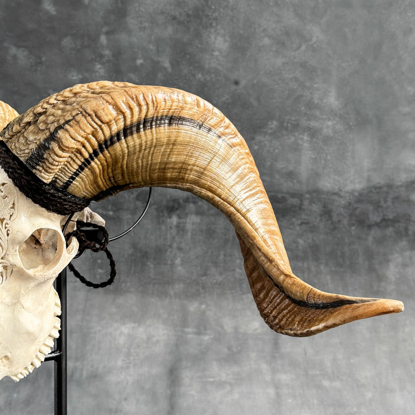 Carved Ram Skull with Traditional Balinese Motif - White Wall Art Decor for Boho, Rustic & Eclectic Interiors