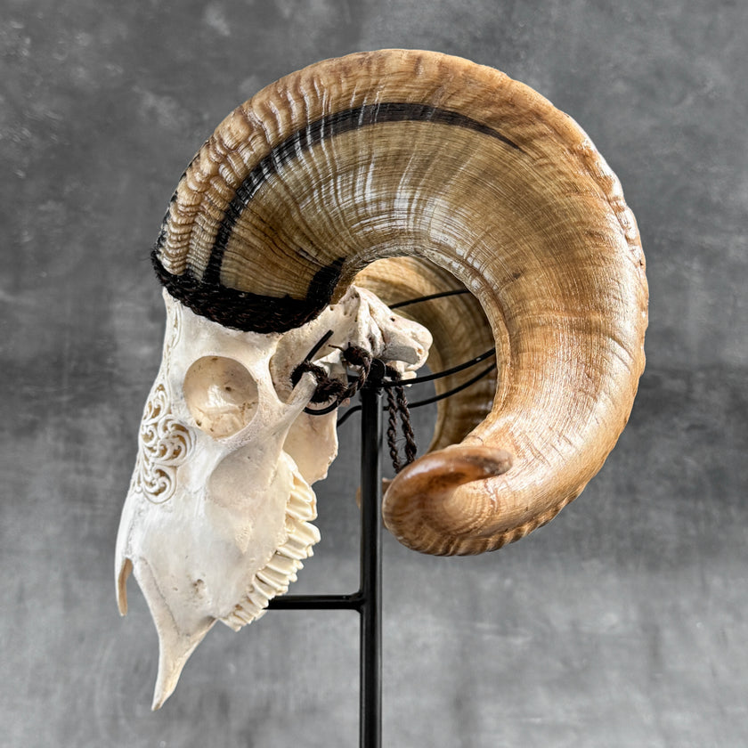 Carved Ram Skull with Traditional Balinese Motif - White Wall Art Decor for Boho, Rustic & Eclectic Interiors