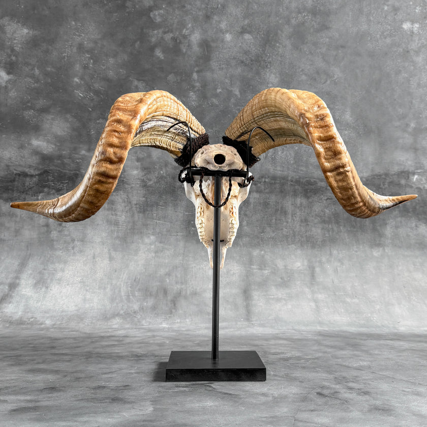 Carved Ram Skull with Traditional Balinese Motif - White Wall Art Decor for Boho, Rustic & Eclectic Interiors