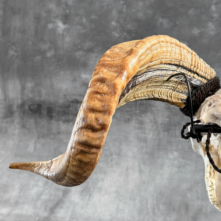 Carved Ram Skull with Traditional Balinese Motif - White Wall Art Decor for Boho, Rustic & Eclectic Interiors