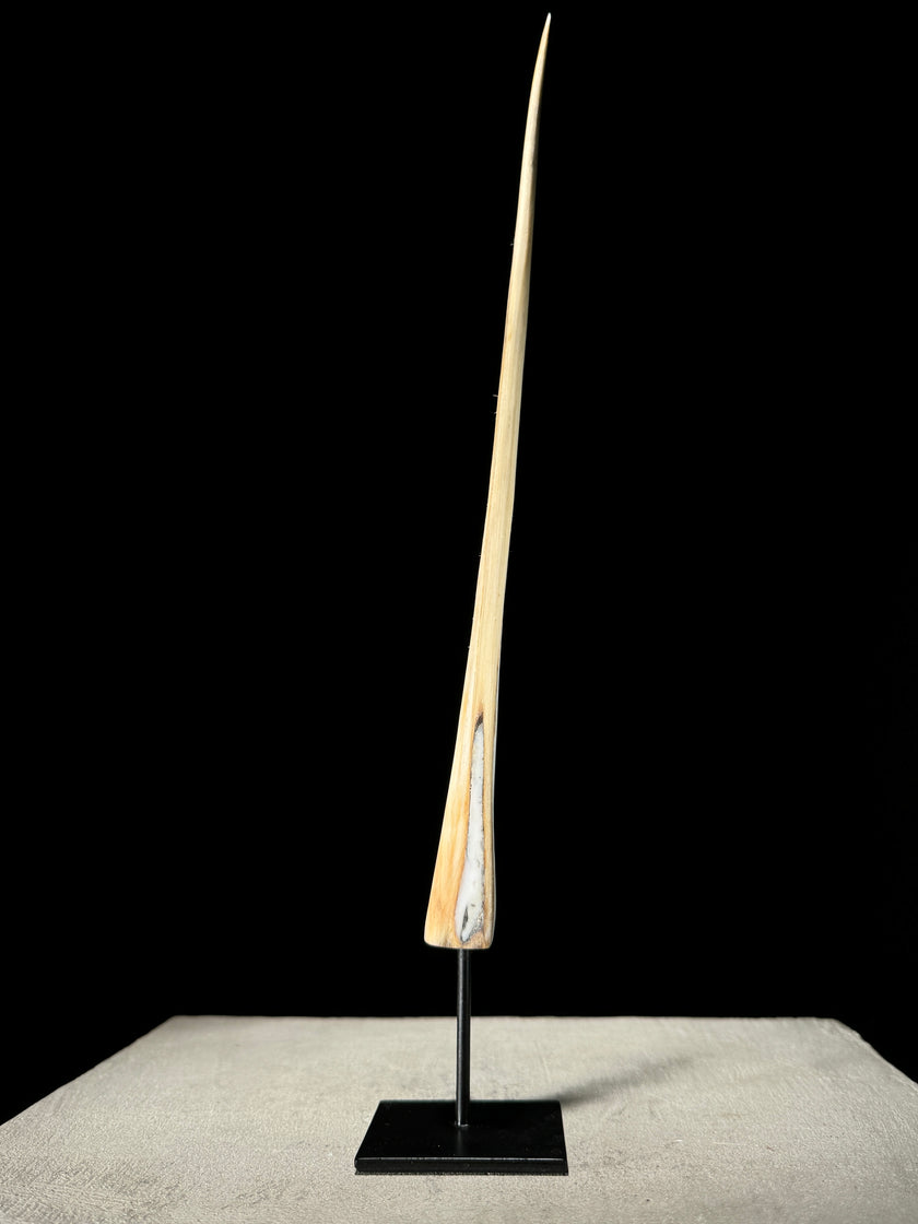 Marlin tusk on stand  - Tusk,A/011