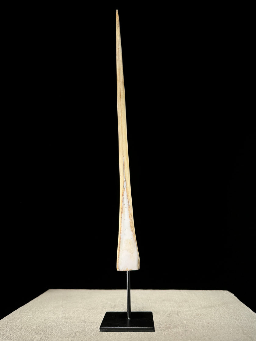 Marlin tusk on stand  - Tusk,A/011