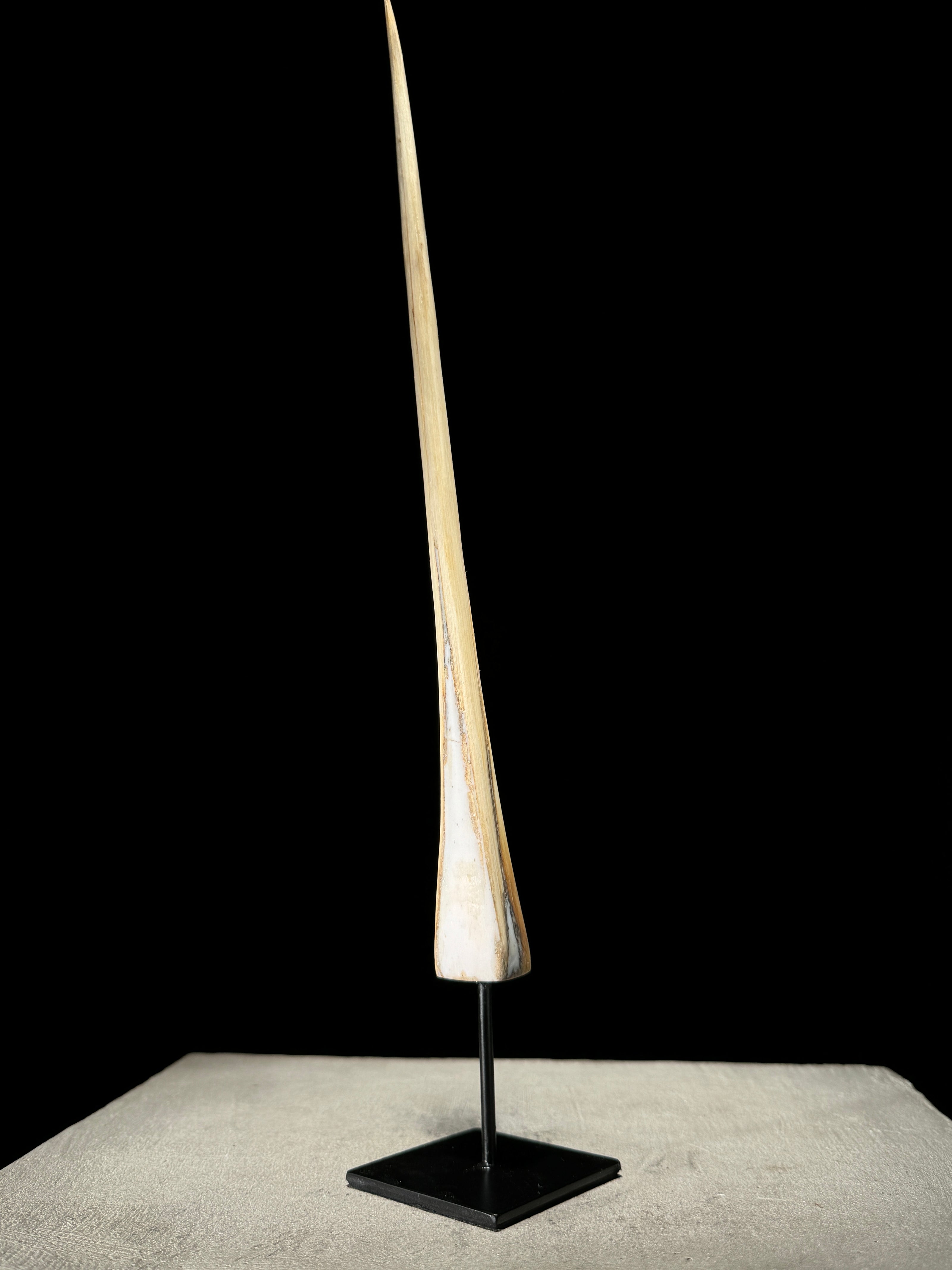 Marlin tusk on stand  - Tusk,A/011