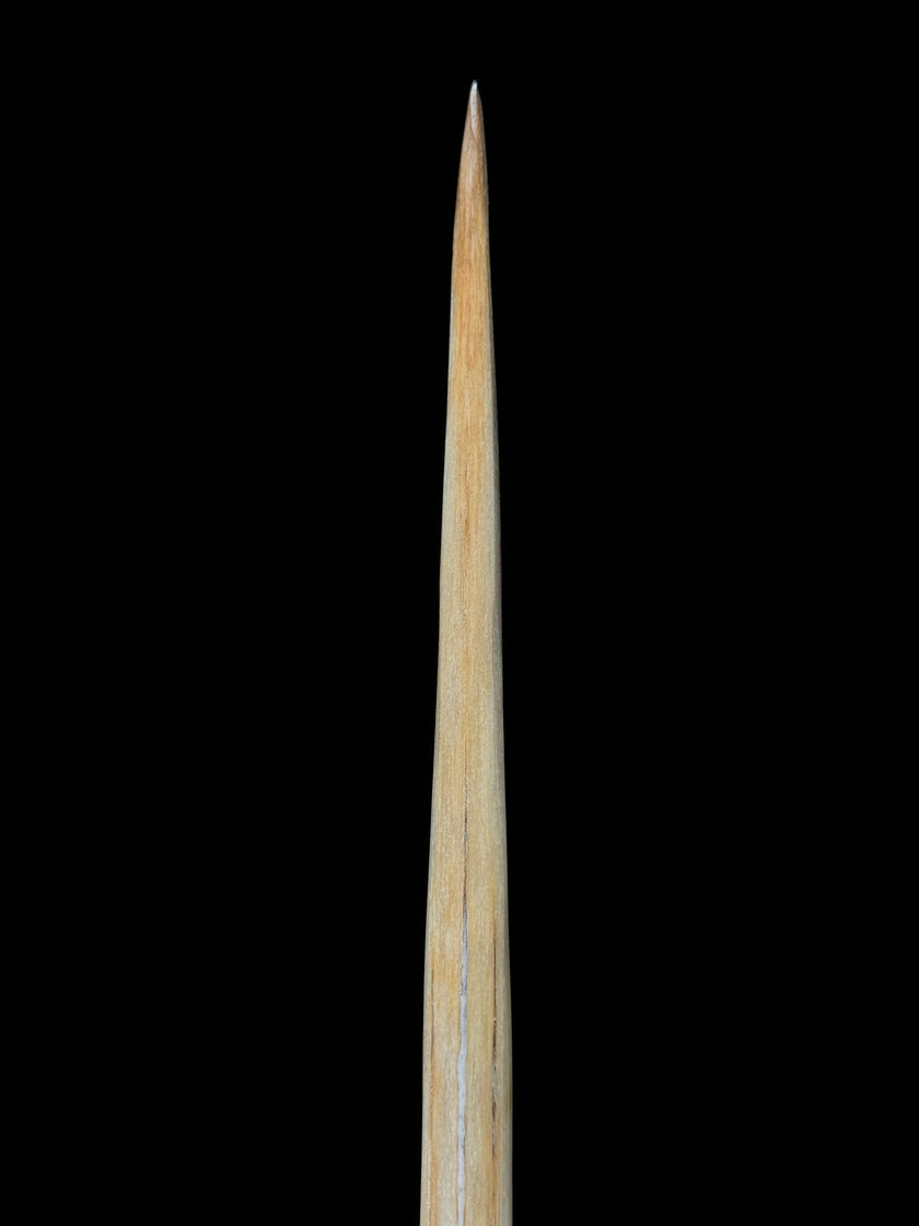 Marlin tusk on stand  - Tusk,A/011