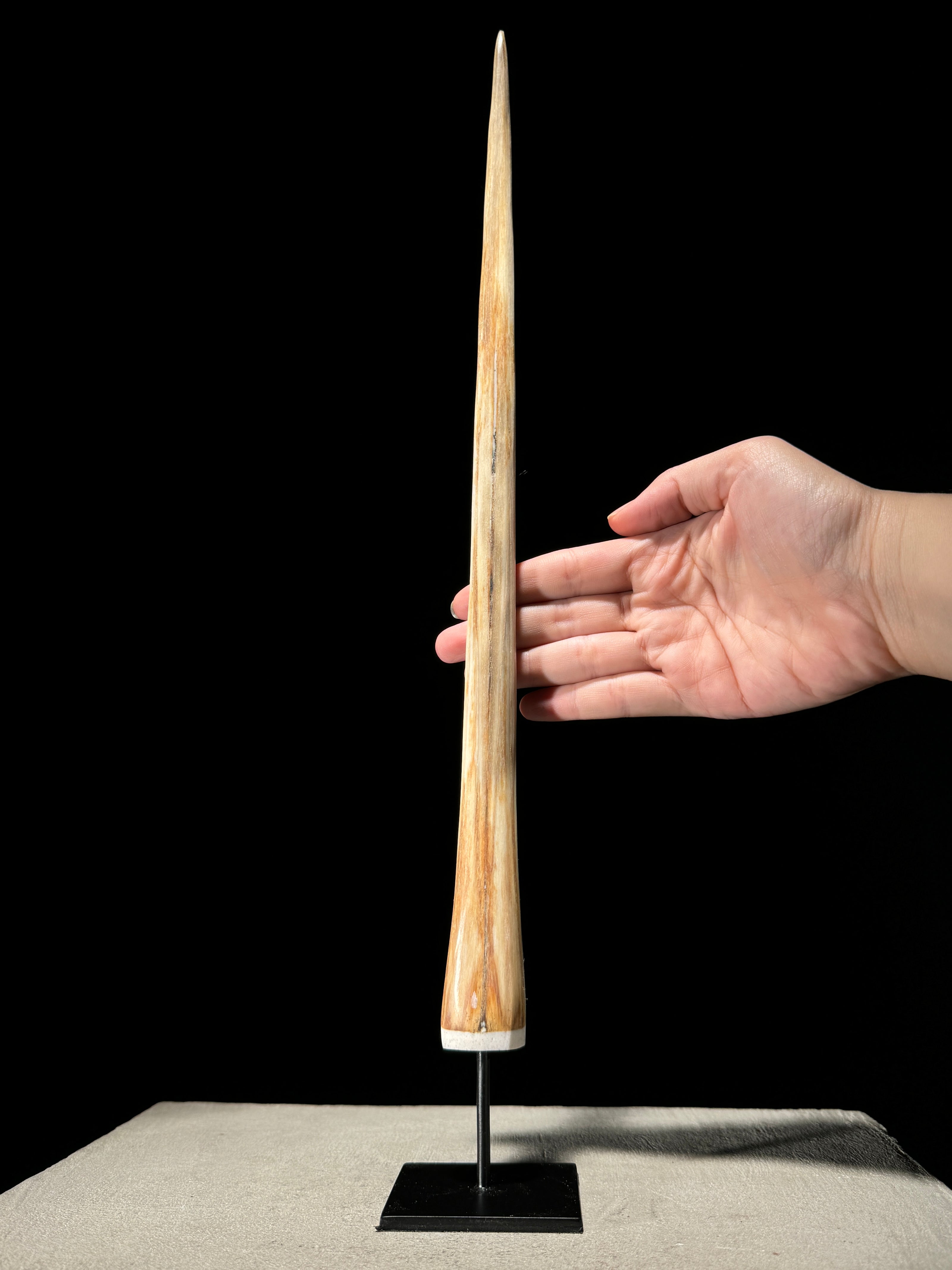 Marlin tusk on stand  - Tusk,A/012