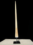 Marlin tusk on stand  - Tusk,A/012