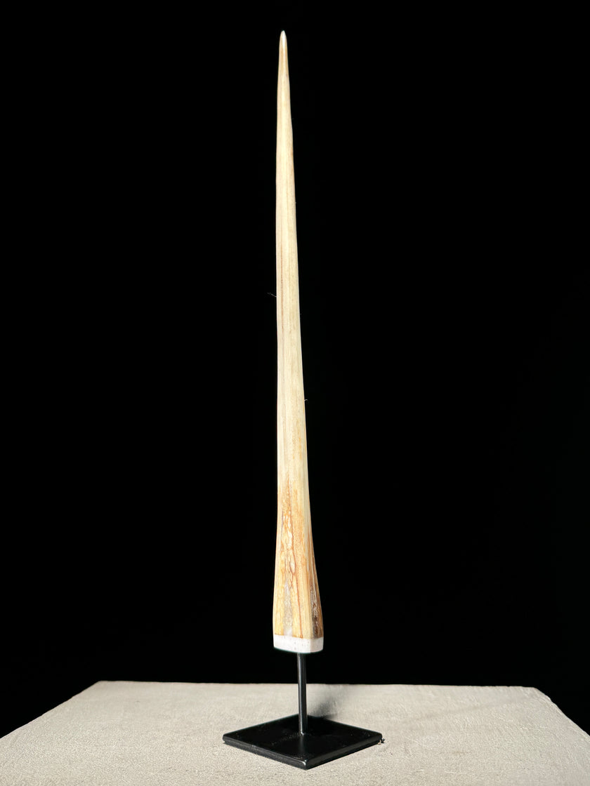 Marlin tusk on stand  - Tusk,A/012