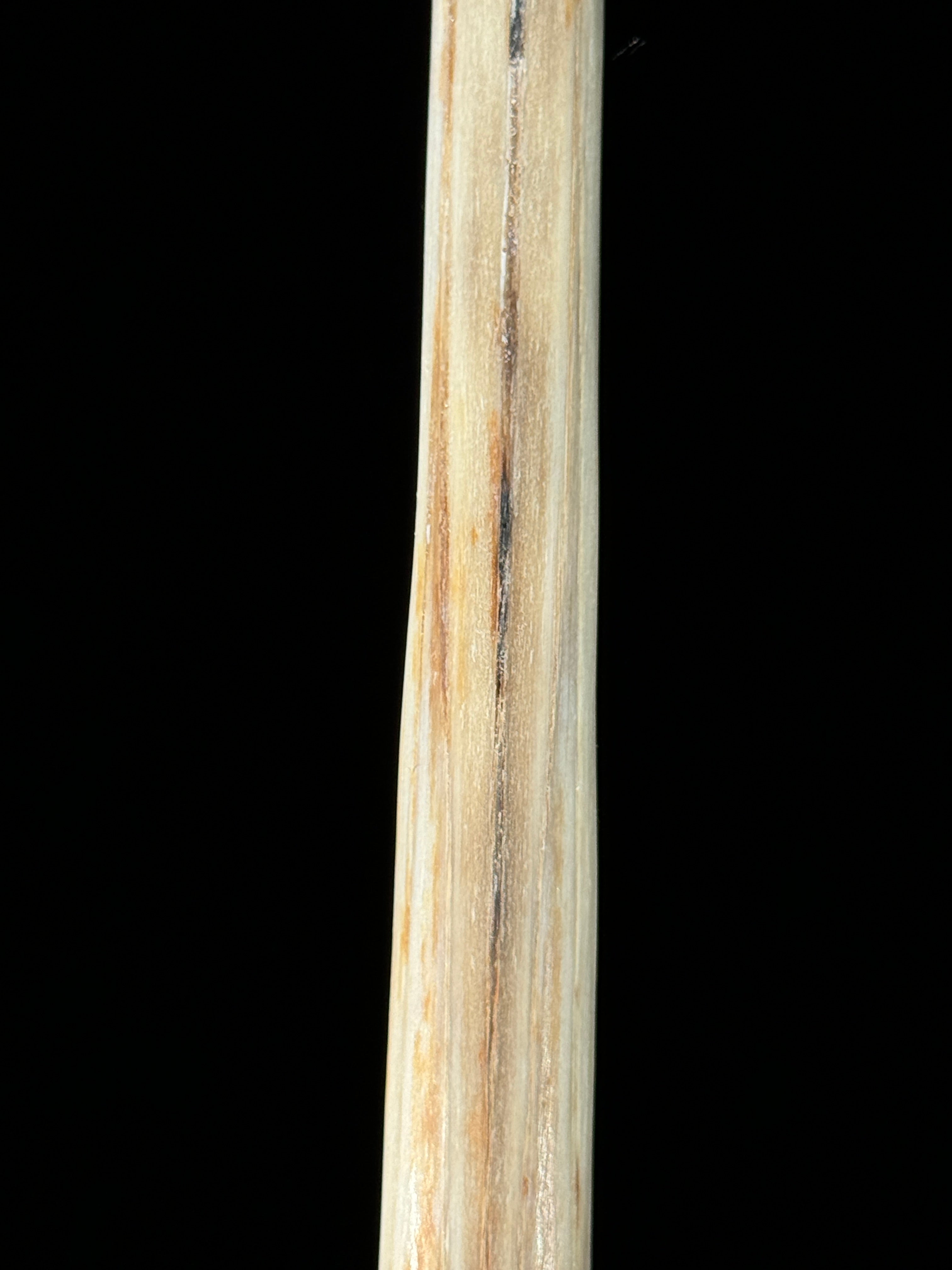 Marlin tusk on stand  - Tusk,A/012