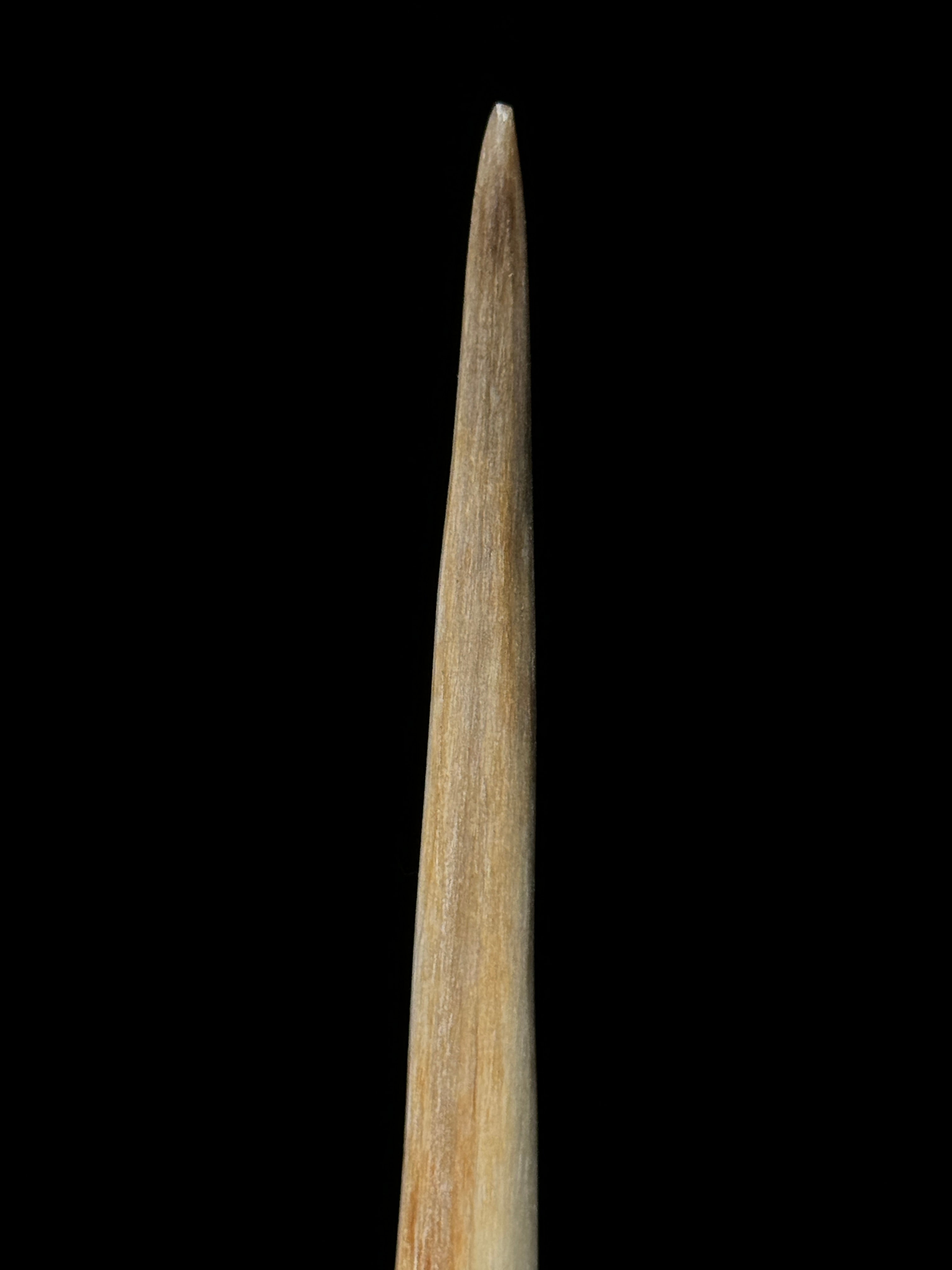 Marlin tusk on stand  - Tusk,A/012