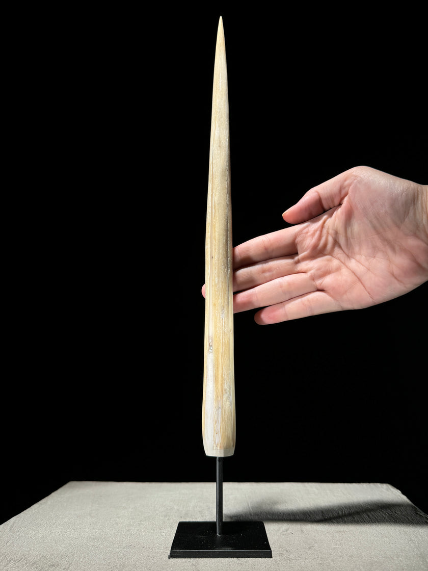 Marlin tusk on stand  - Tusk,A/019
