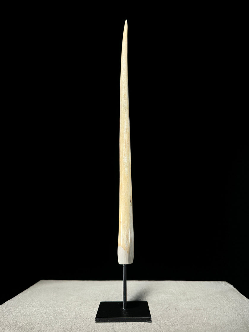 Marlin tusk on stand  - Tusk,A/019