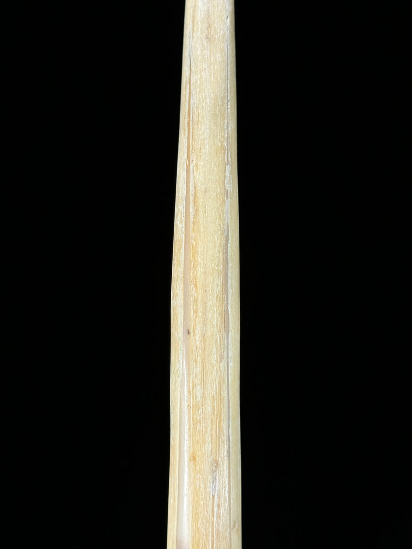 Marlin tusk on stand  - Tusk,A/019