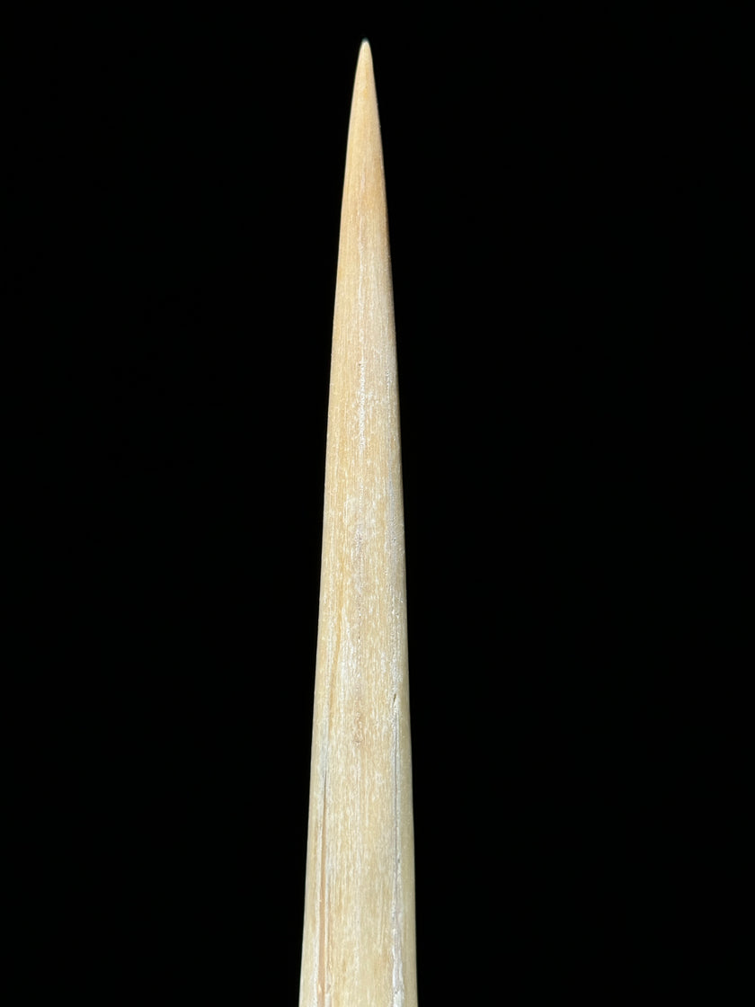 Marlin tusk on stand  - Tusk,A/019