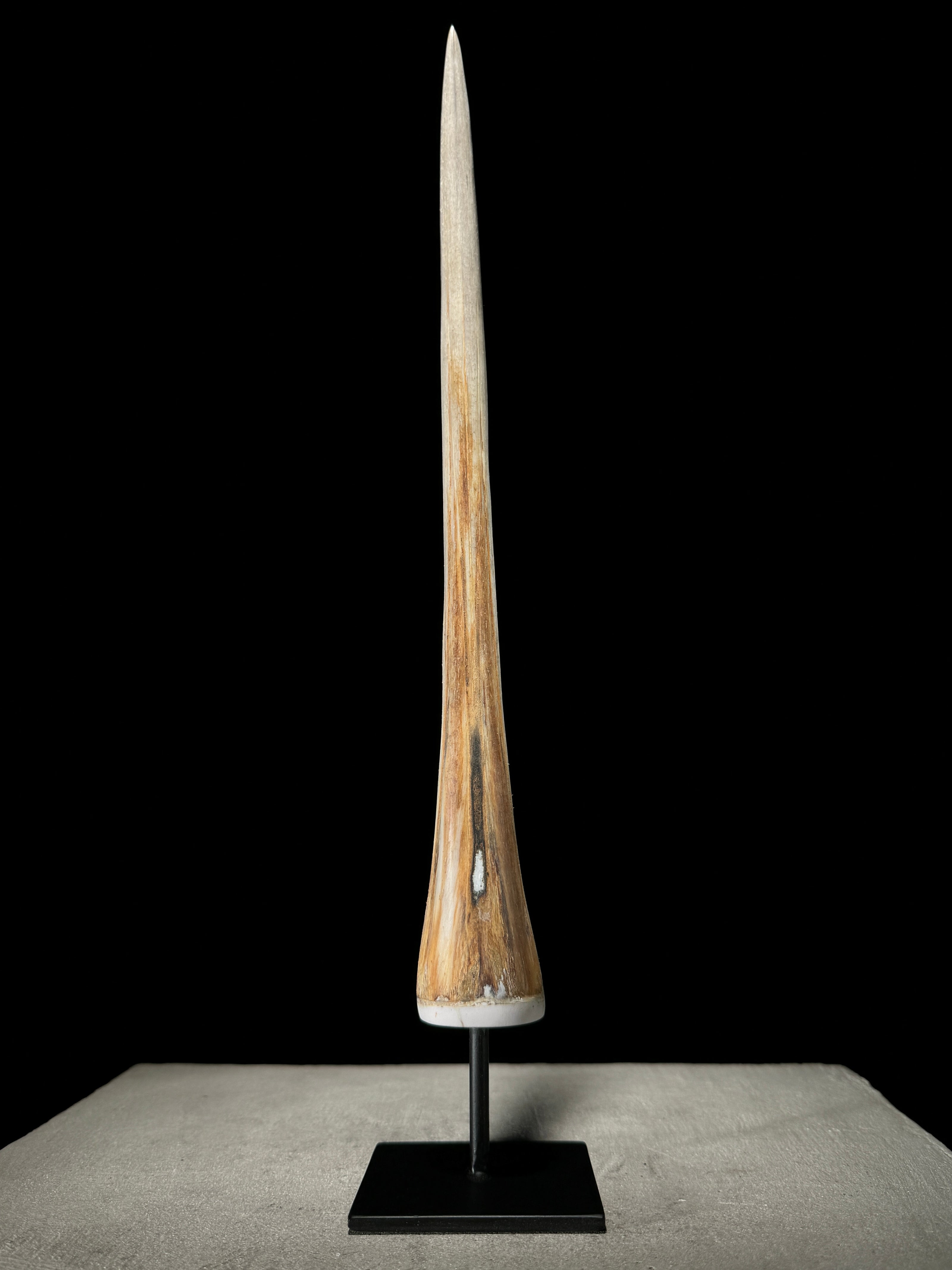 Marlin tusk on stand  - Tusk,A/020