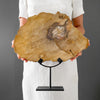 Beautiful Slice of Petrified Wood on stand PetW/038