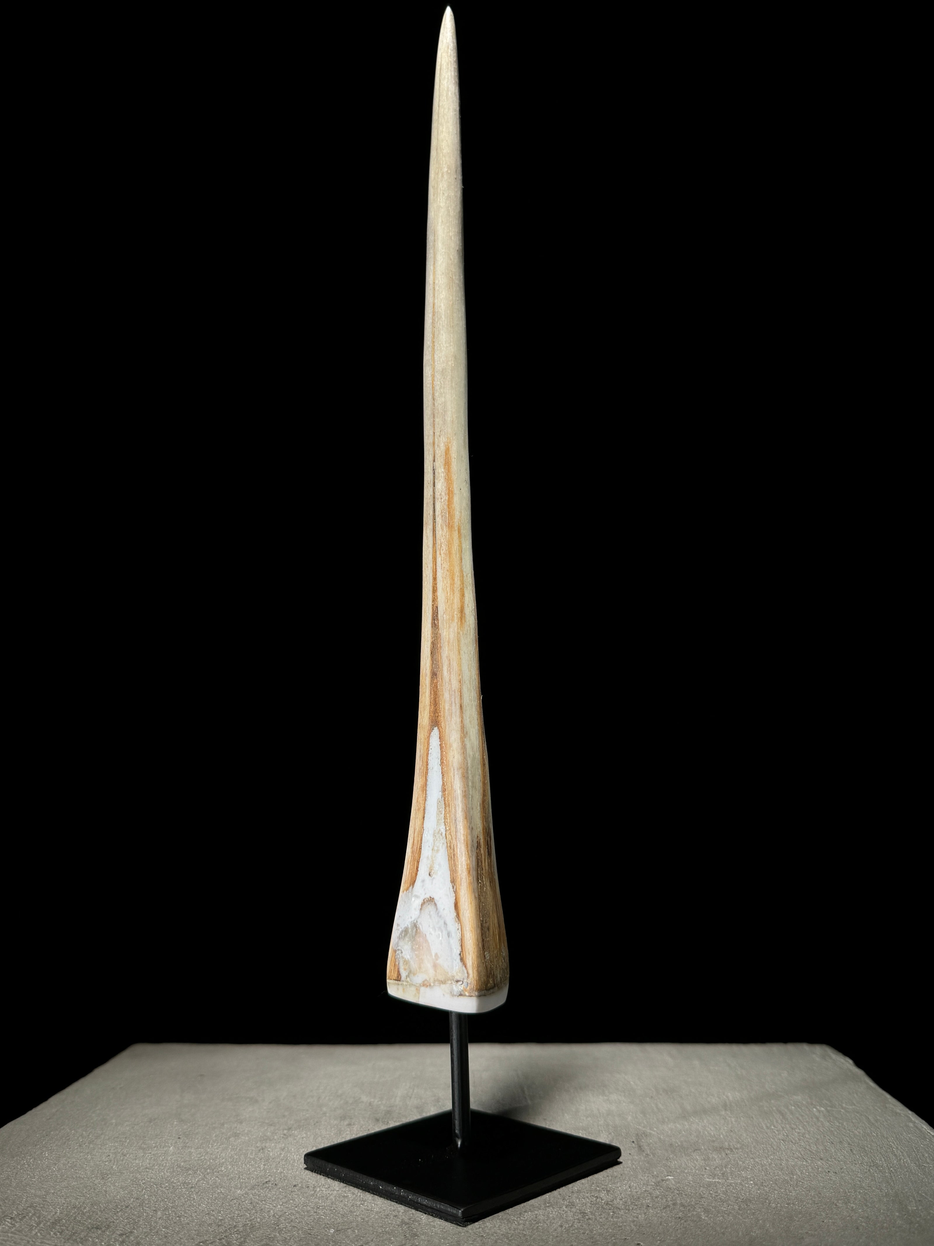 Marlin tusk on stand  - Tusk,A/020