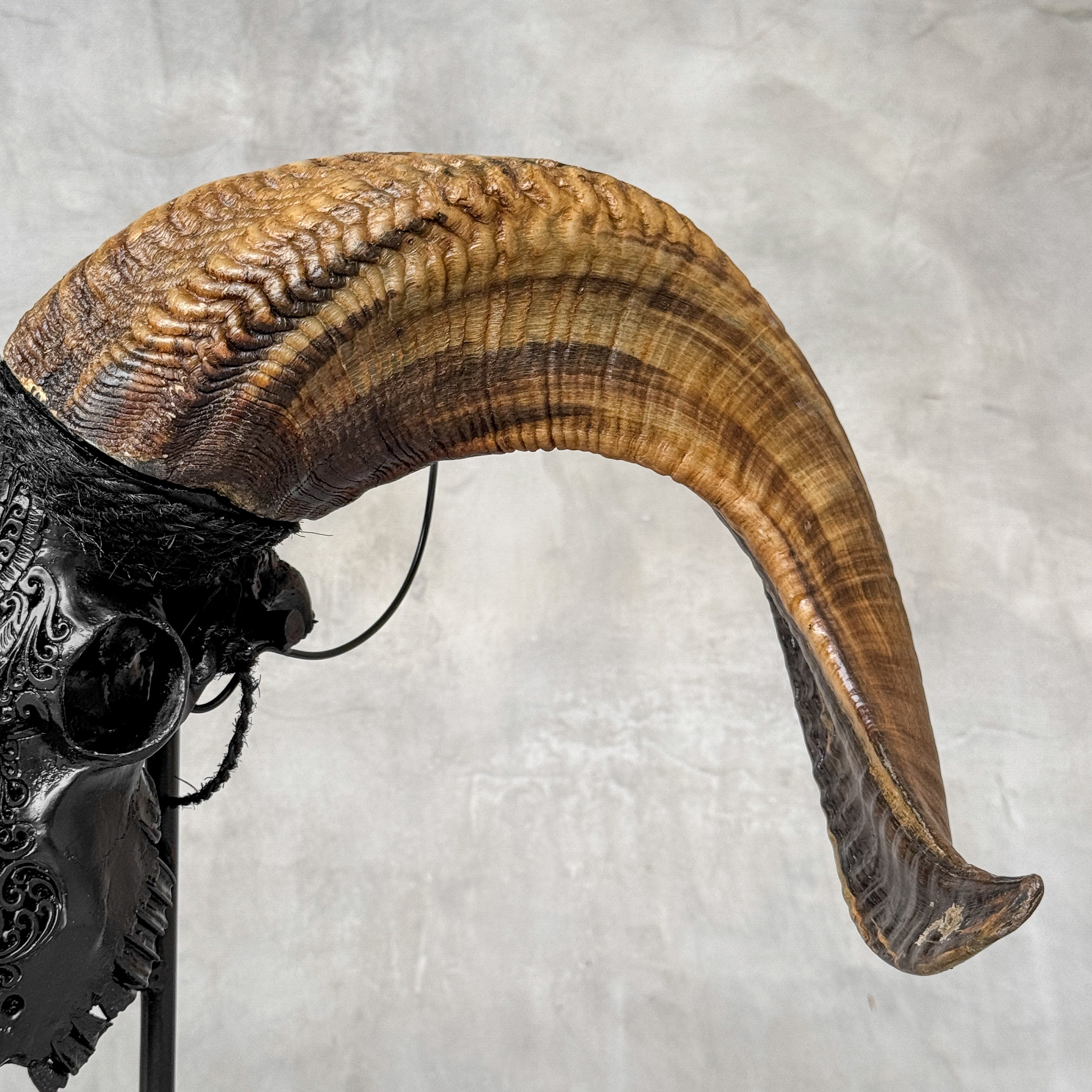 Carved Ram Skull with Badong Motif - Black Wall Art Decor for Boho, Rustic & Eclectic Interiors - Skull,A/116