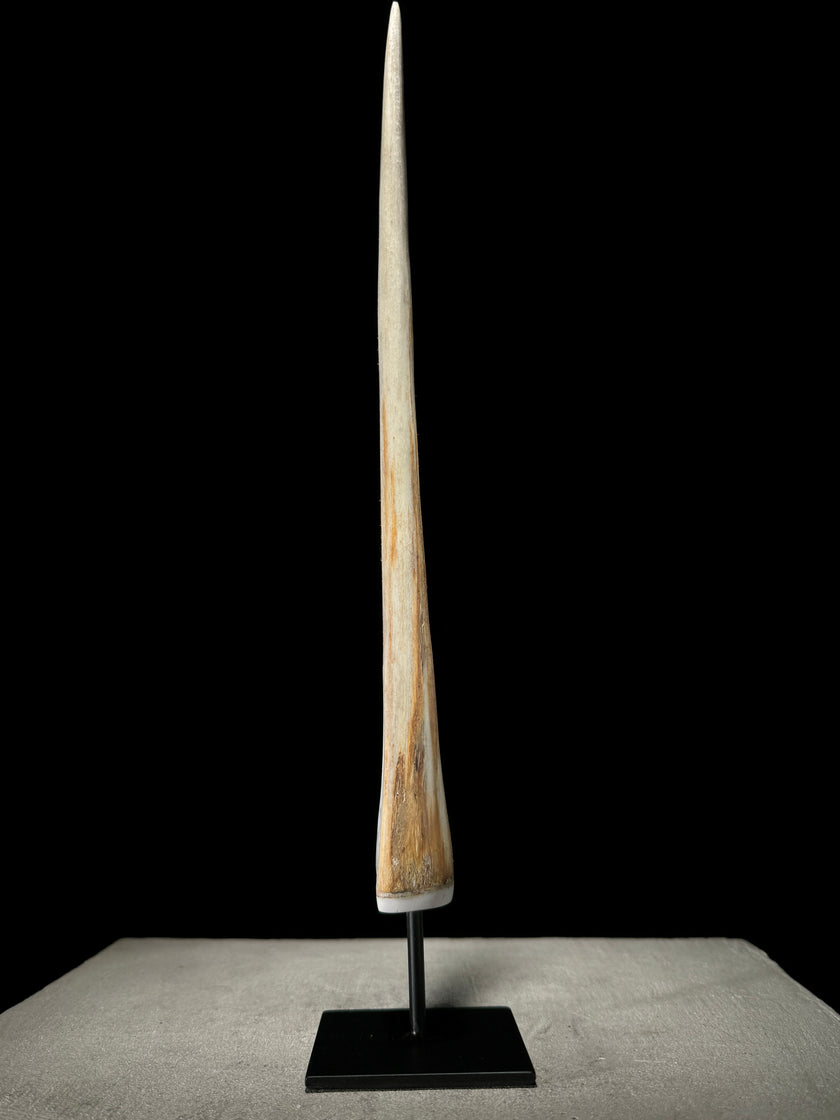 Marlin tusk on stand  - Tusk,A/020