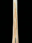 Marlin tusk on stand  - Tusk,A/020