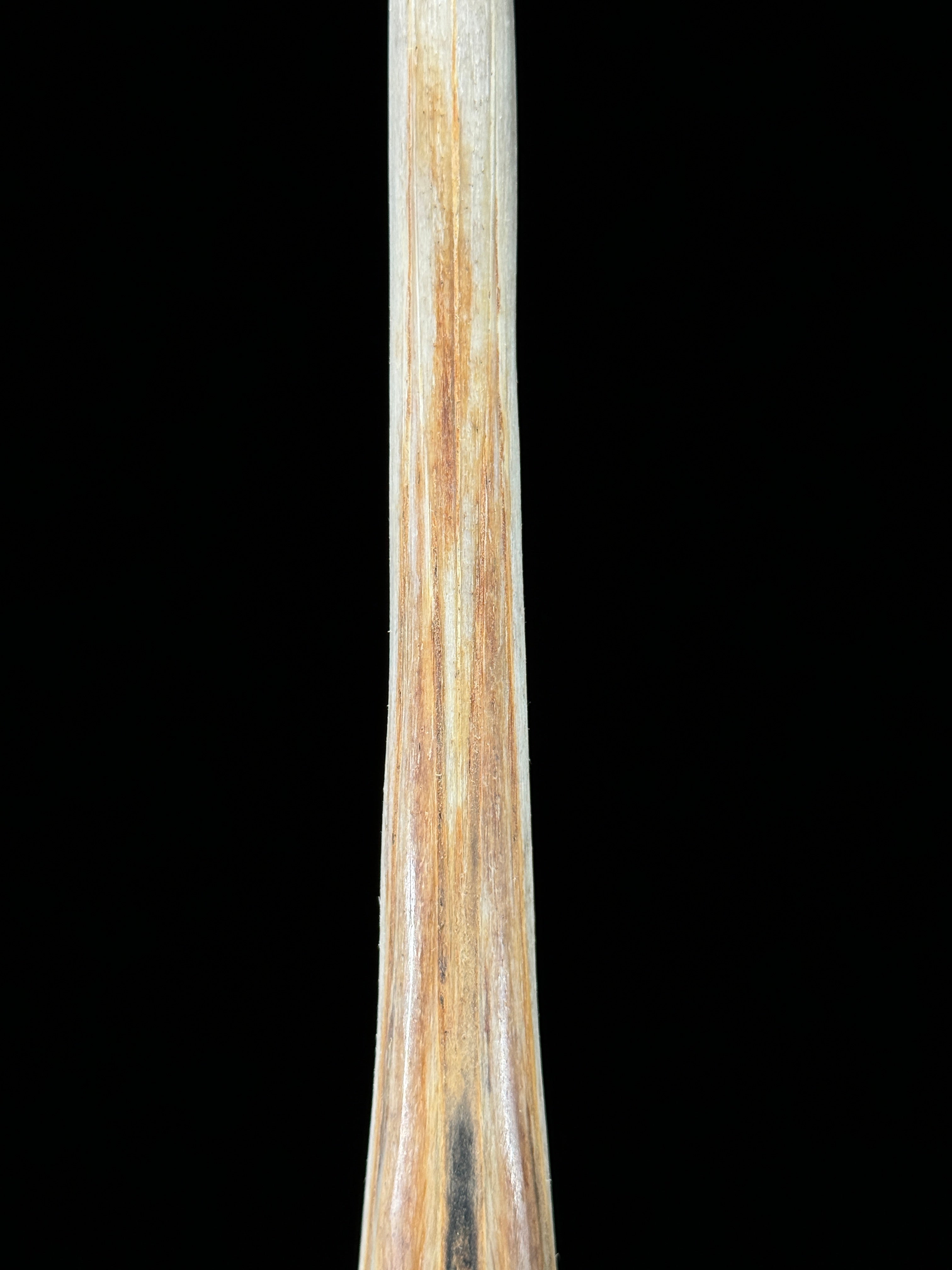 Marlin tusk on stand  - Tusk,A/020