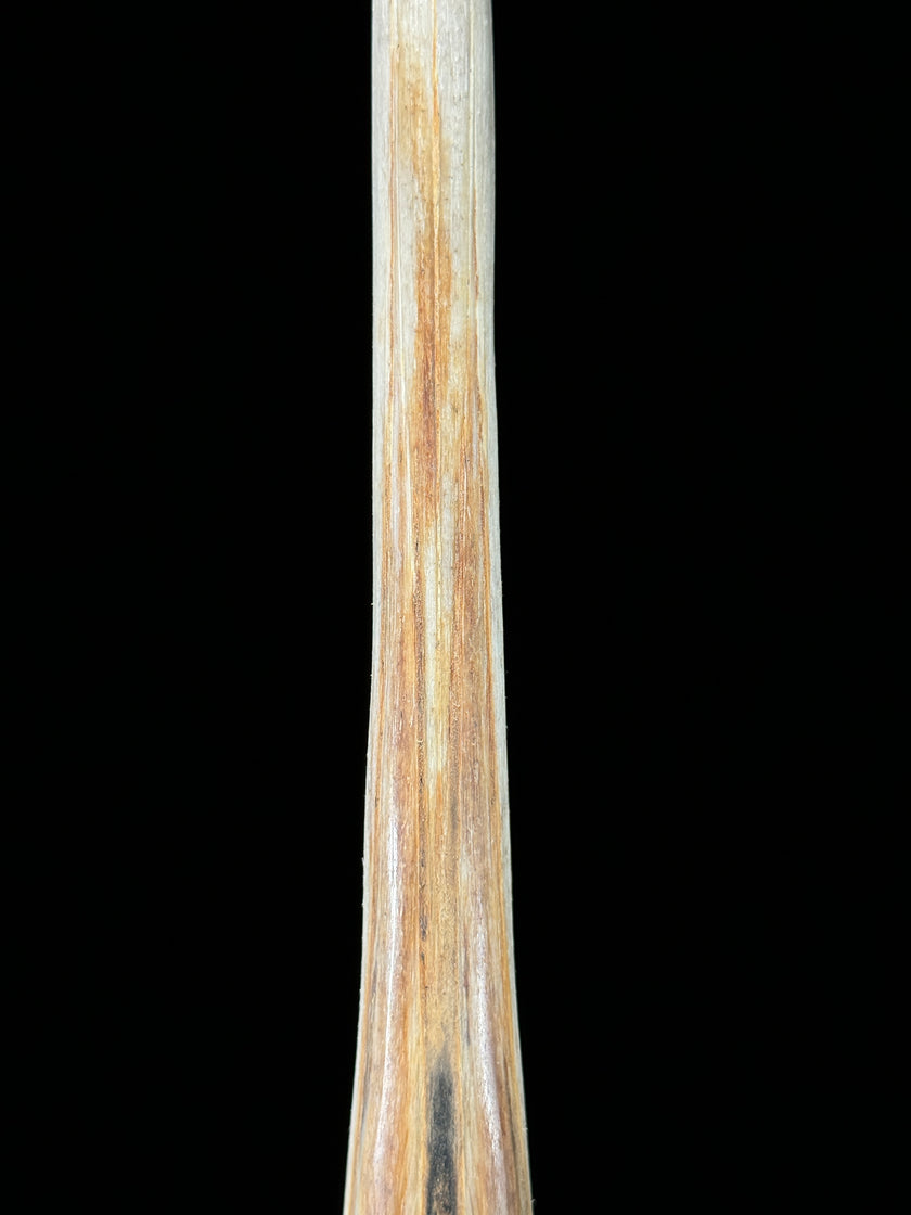 Marlin tusk on stand  - Tusk,A/020