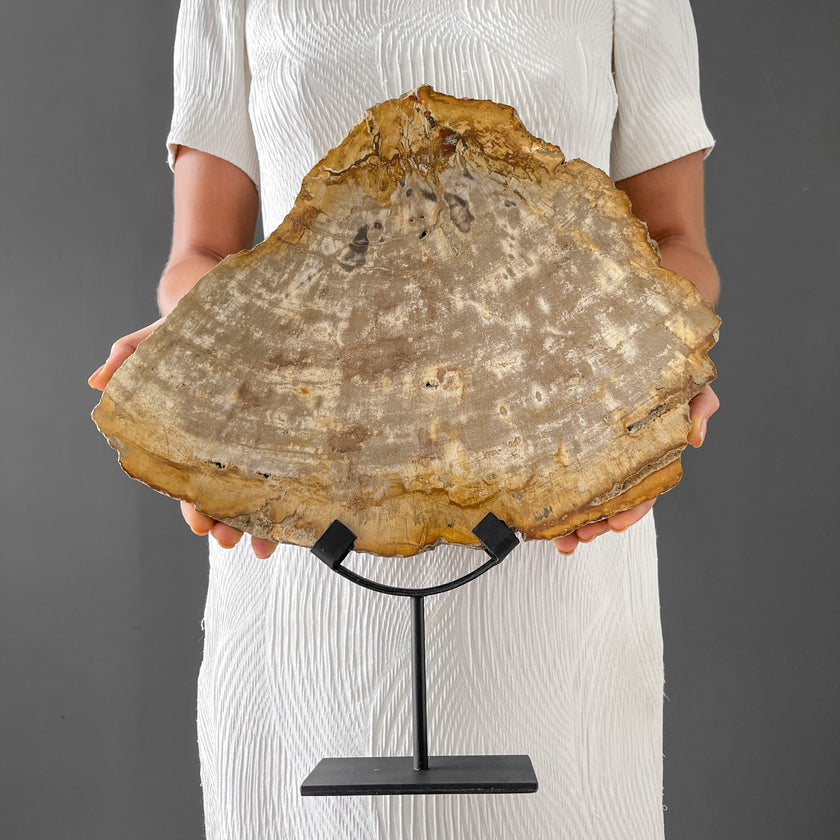 Beautiful Slice of Petrified Wood on stand - PW/269