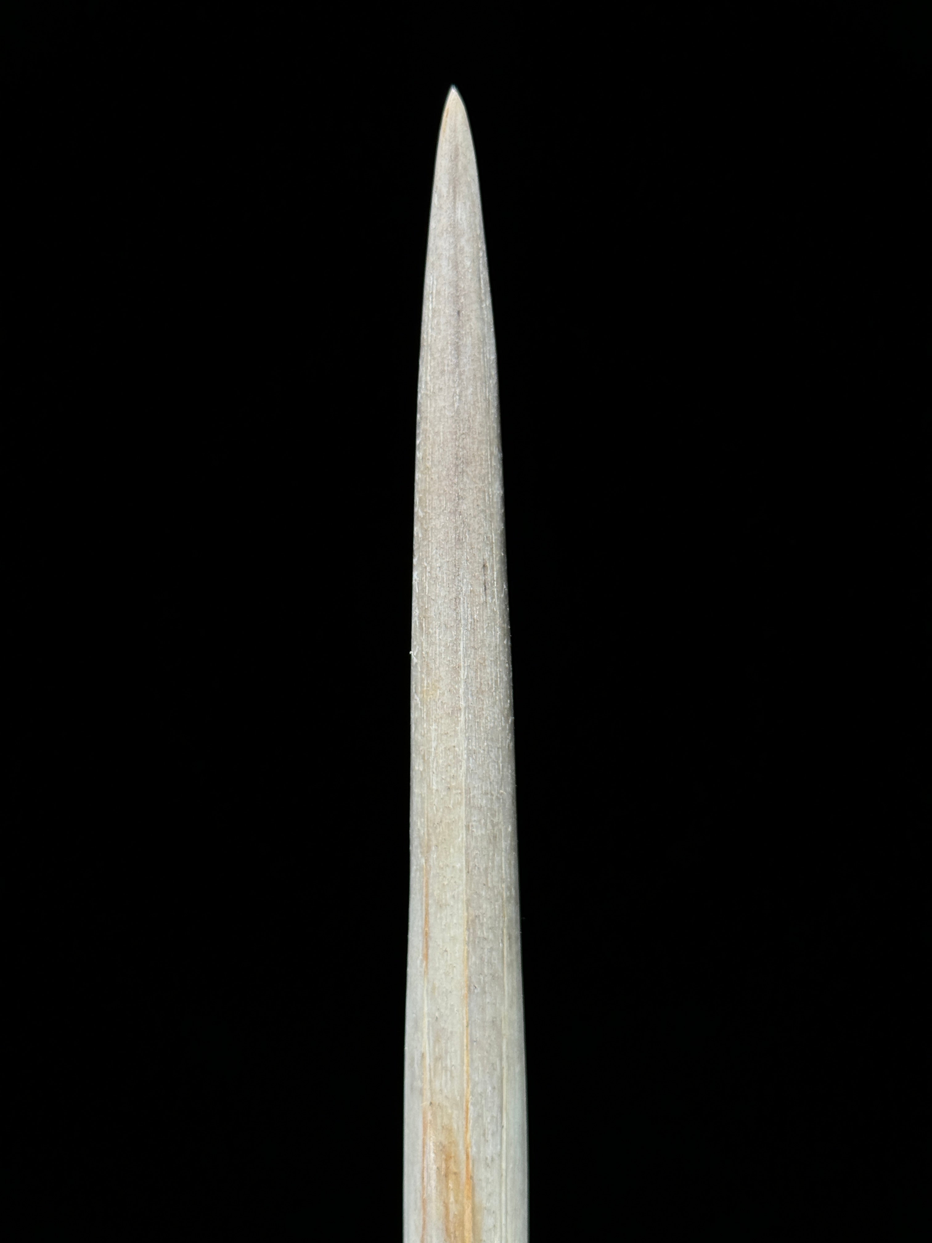 Marlin tusk on stand  - Tusk,A/020