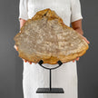 Beautiful Slice of Petrified Wood on stand - PW/269
