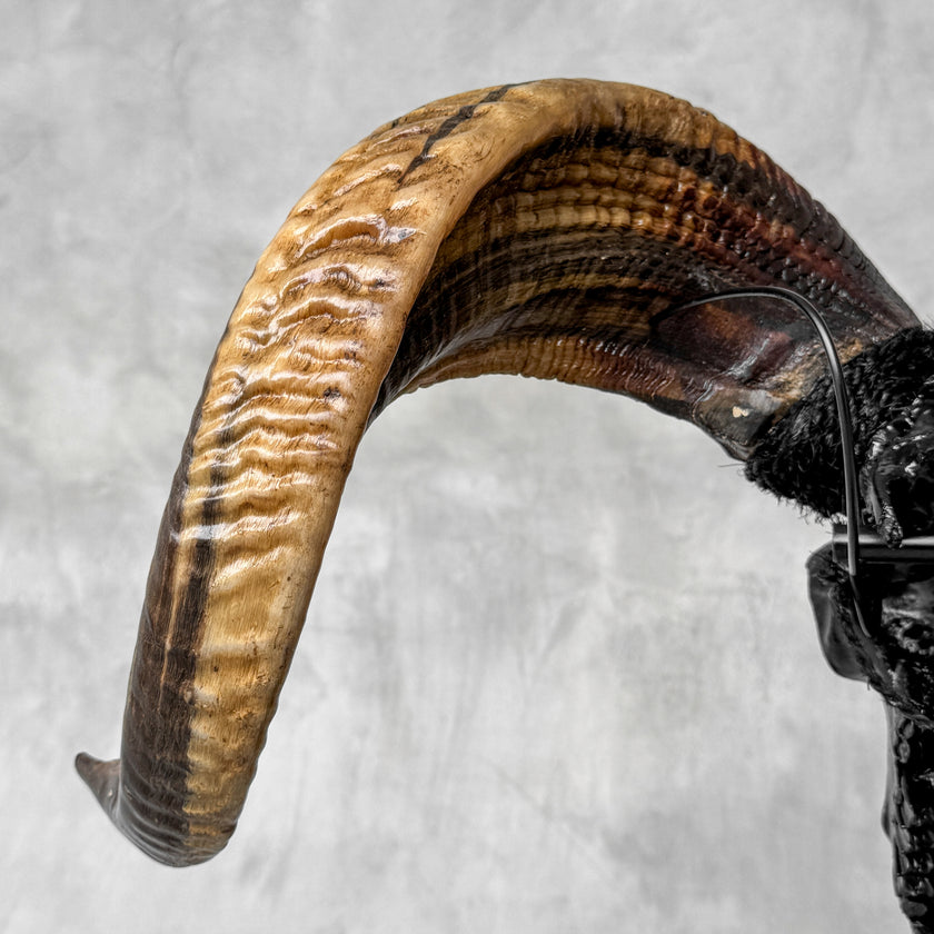 Carved Ram Skull with Badong Motif - Black Wall Art Decor for Boho, Rustic & Eclectic Interiors