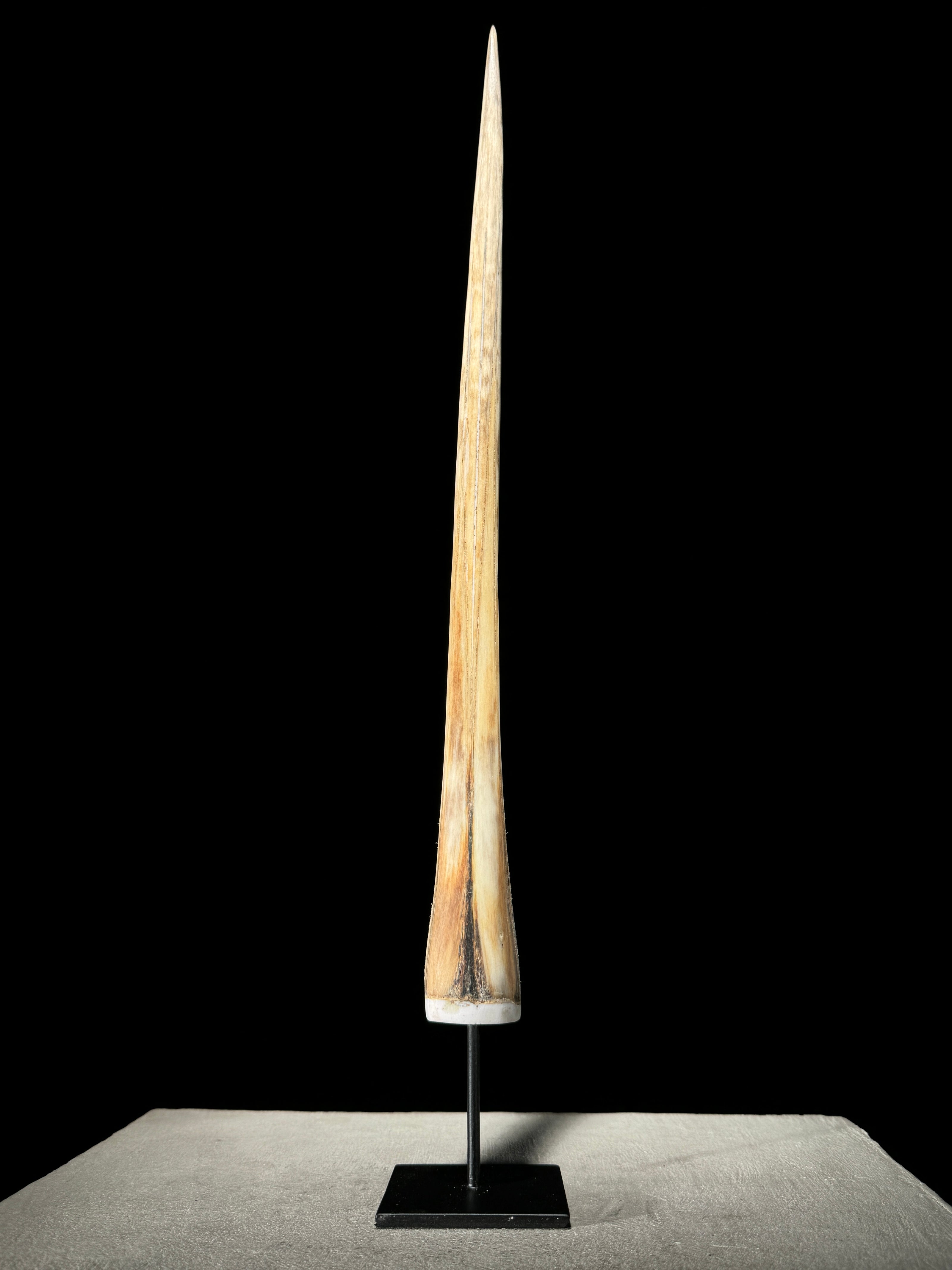 Marlin tusk on stand  - Tusk,A/014