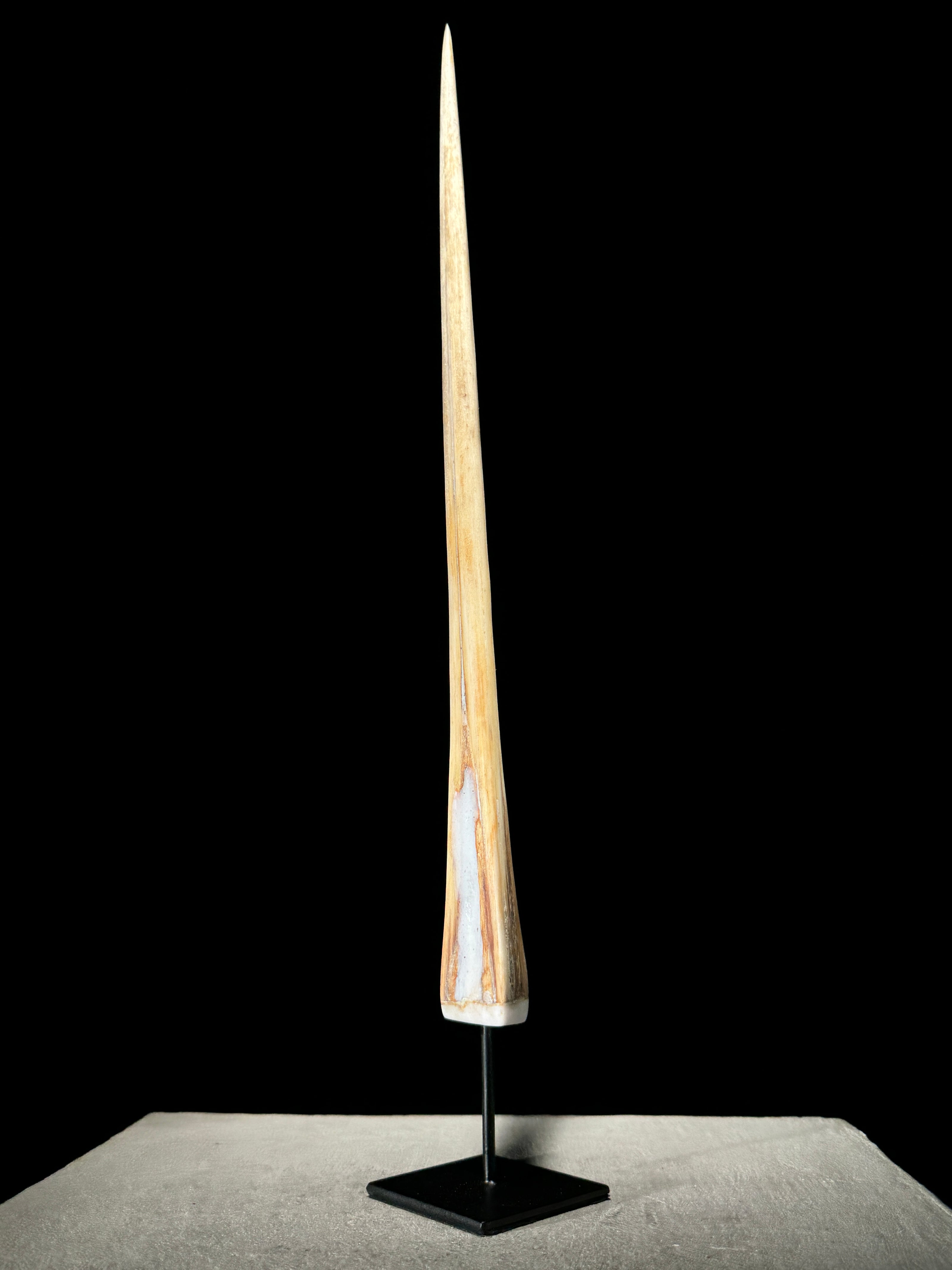 Marlin tusk on stand  - Tusk,A/014