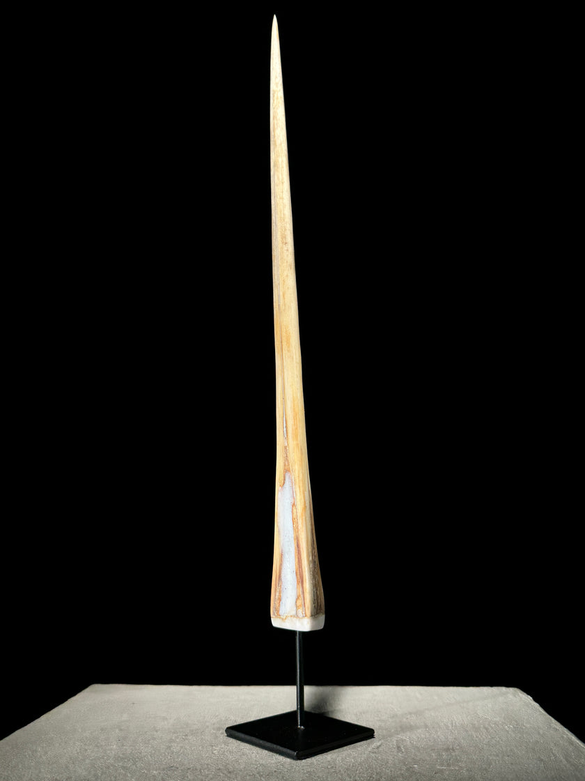 Marlin tusk on stand  - Tusk,A/014