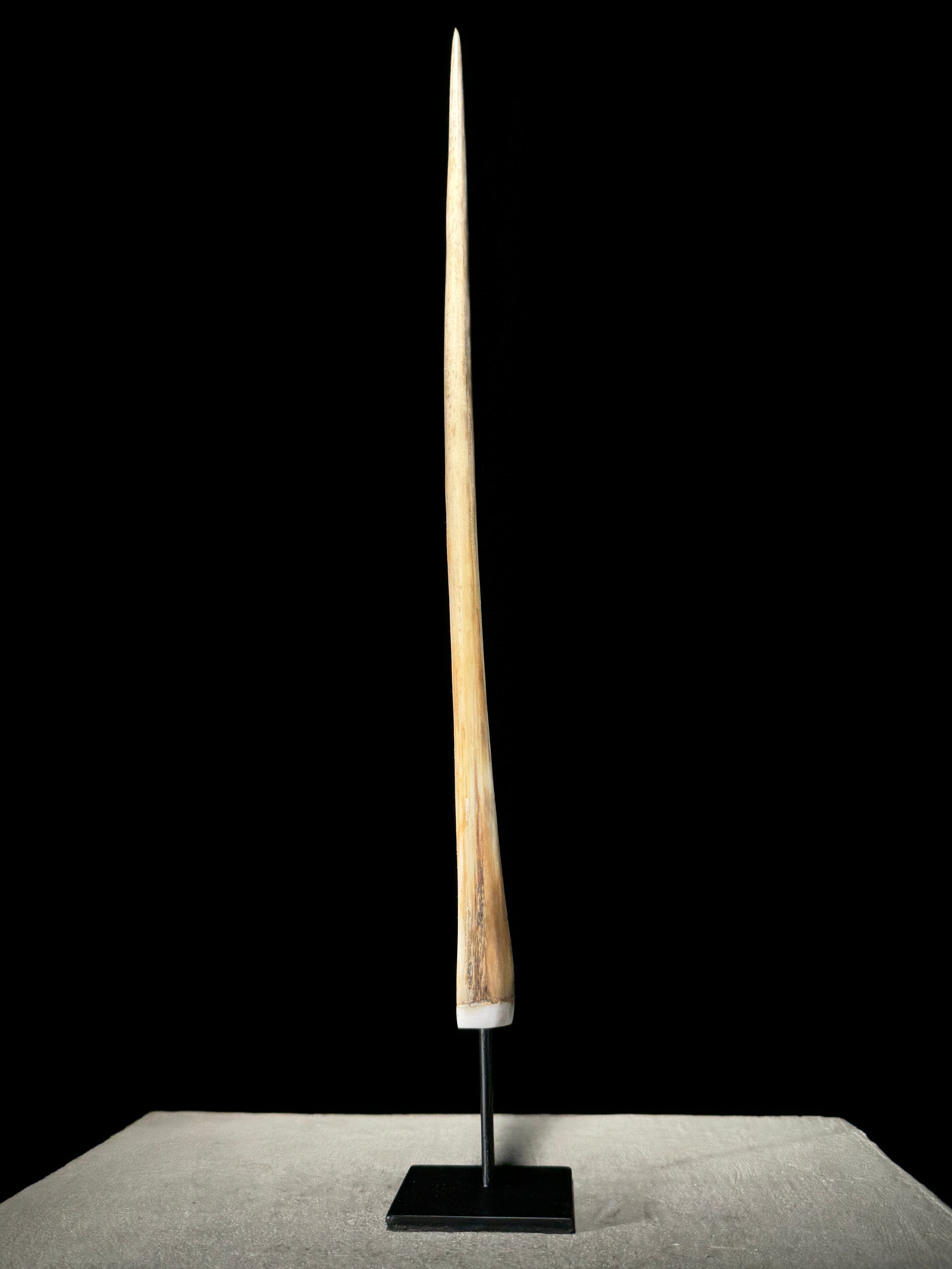 Marlin tusk on stand  - Tusk,A/014