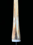 Marlin tusk on stand  - Tusk,A/014