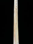 Marlin tusk on stand  - Tusk,A/014