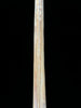 Marlin tusk on stand  - Tusk,A/014