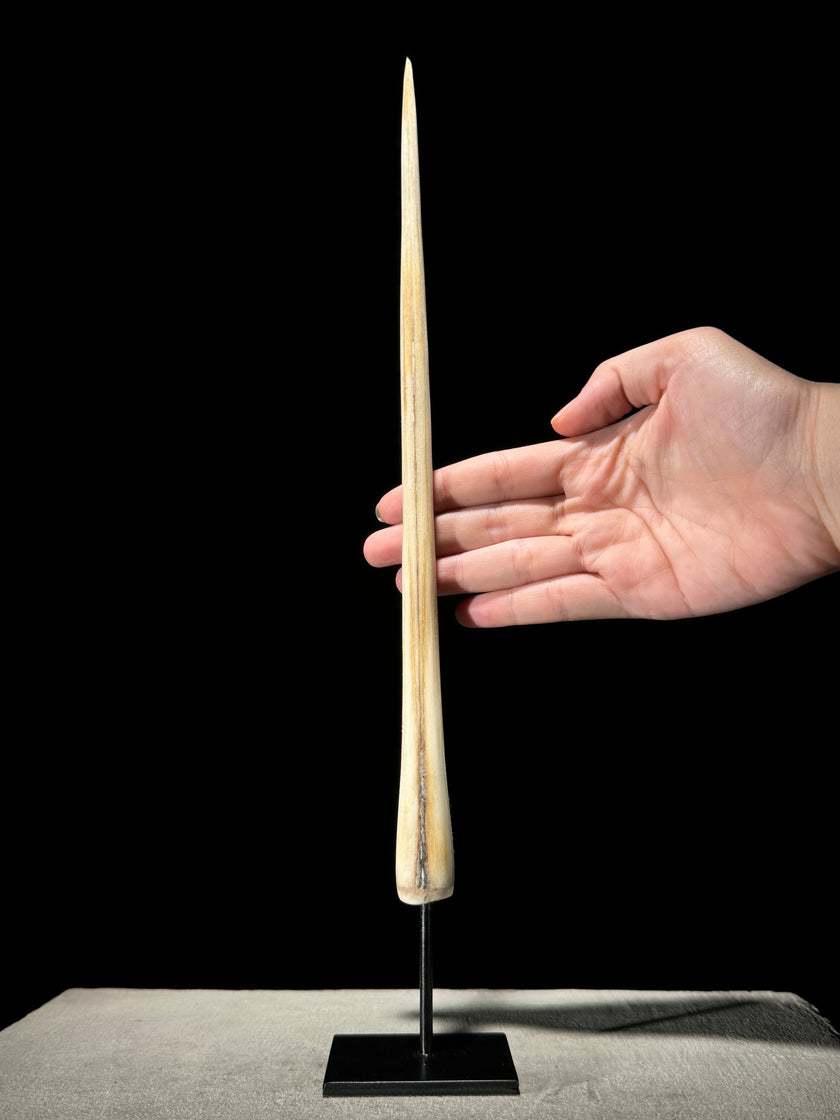 Marlin tusk on stand  - Tusk,A/015