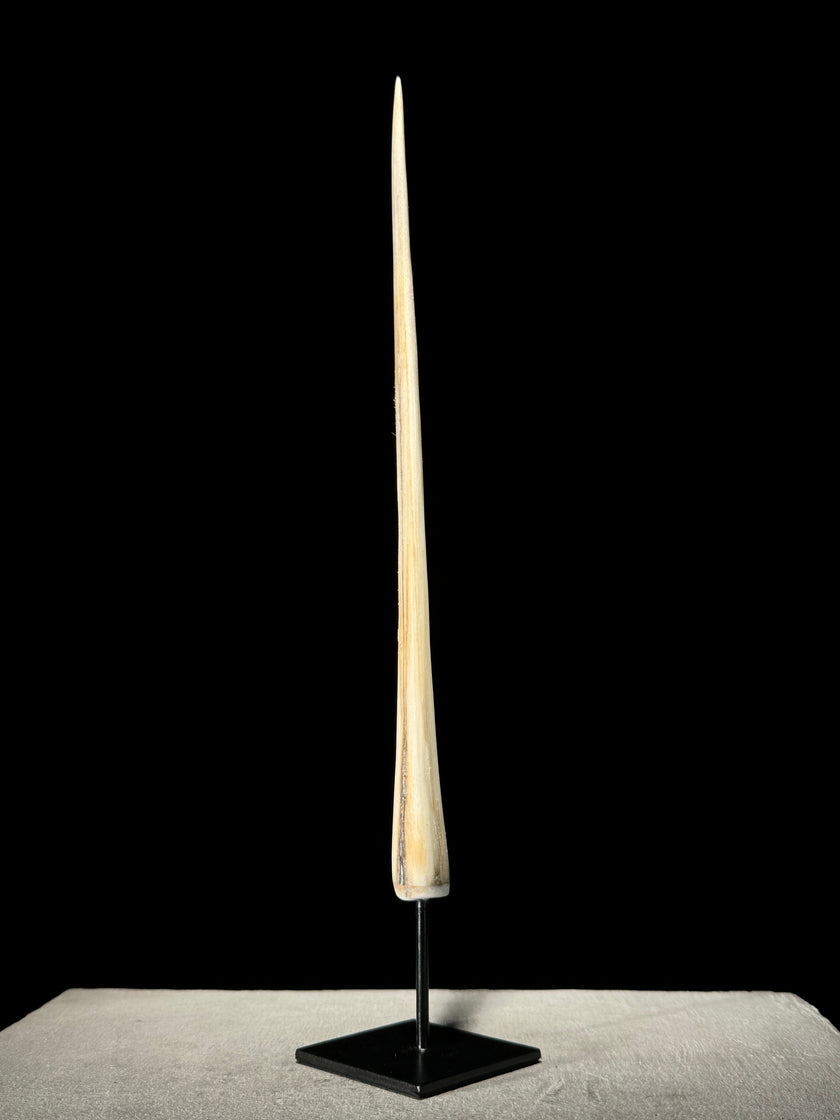 Marlin tusk on stand  - Tusk,A/015