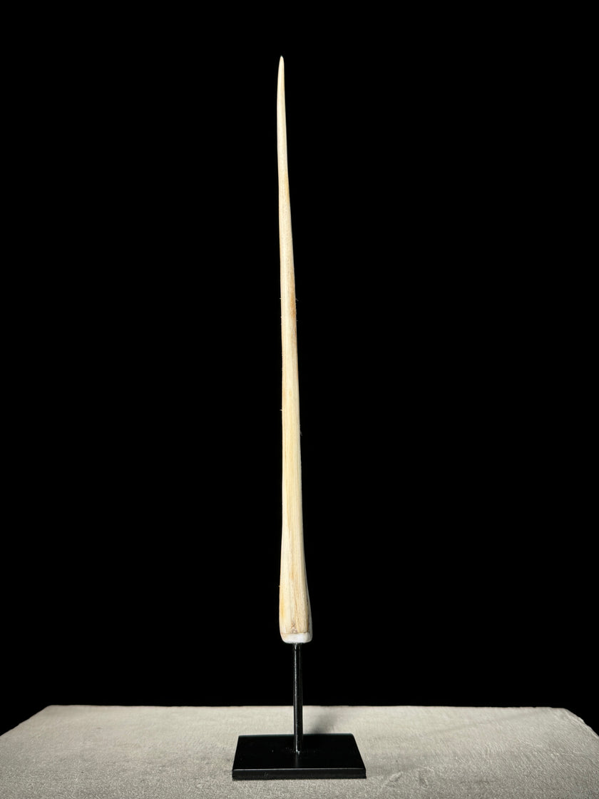 Marlin tusk on stand  - Tusk,A/015