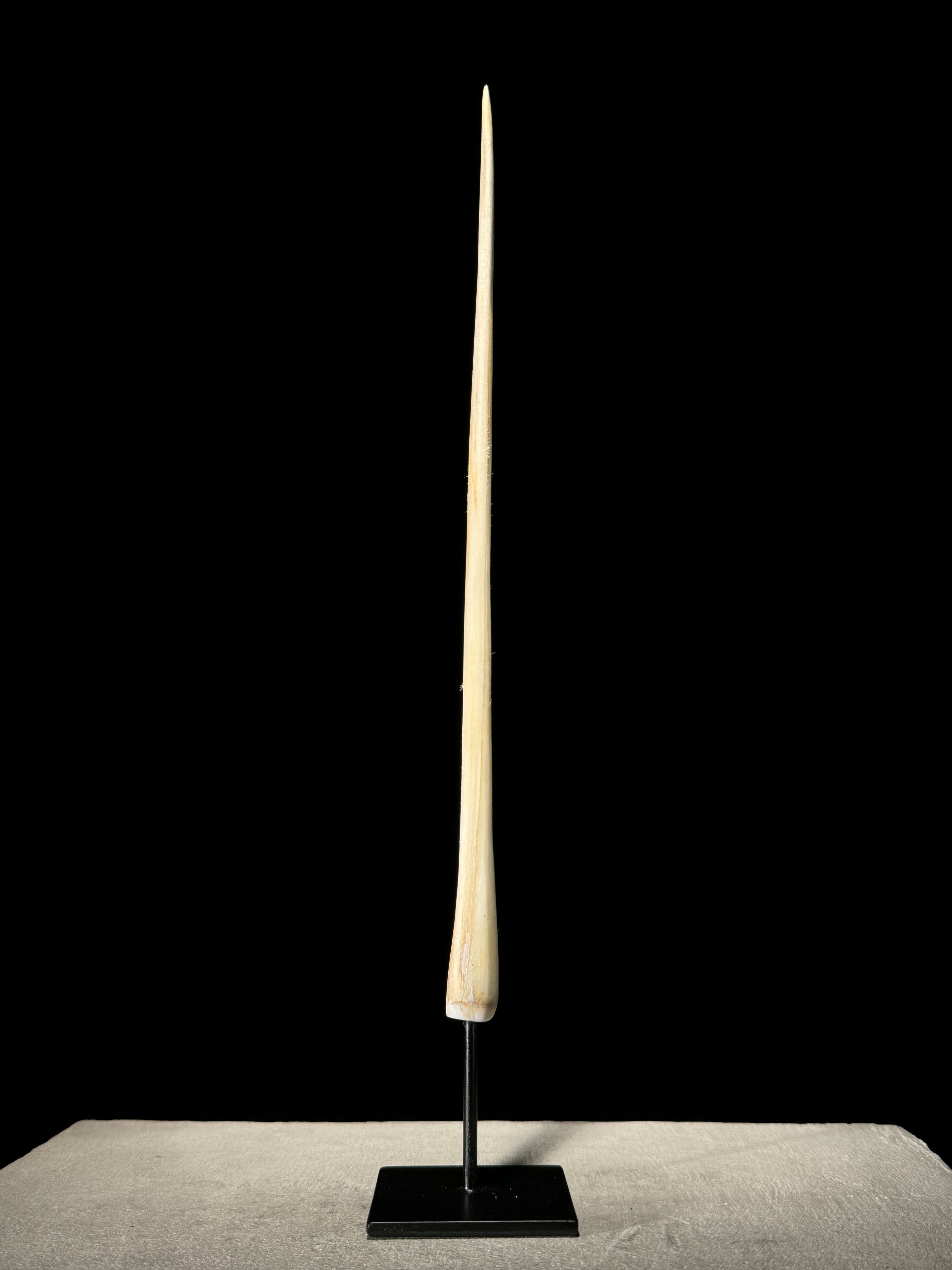 Marlin tusk on stand  - Tusk,A/015