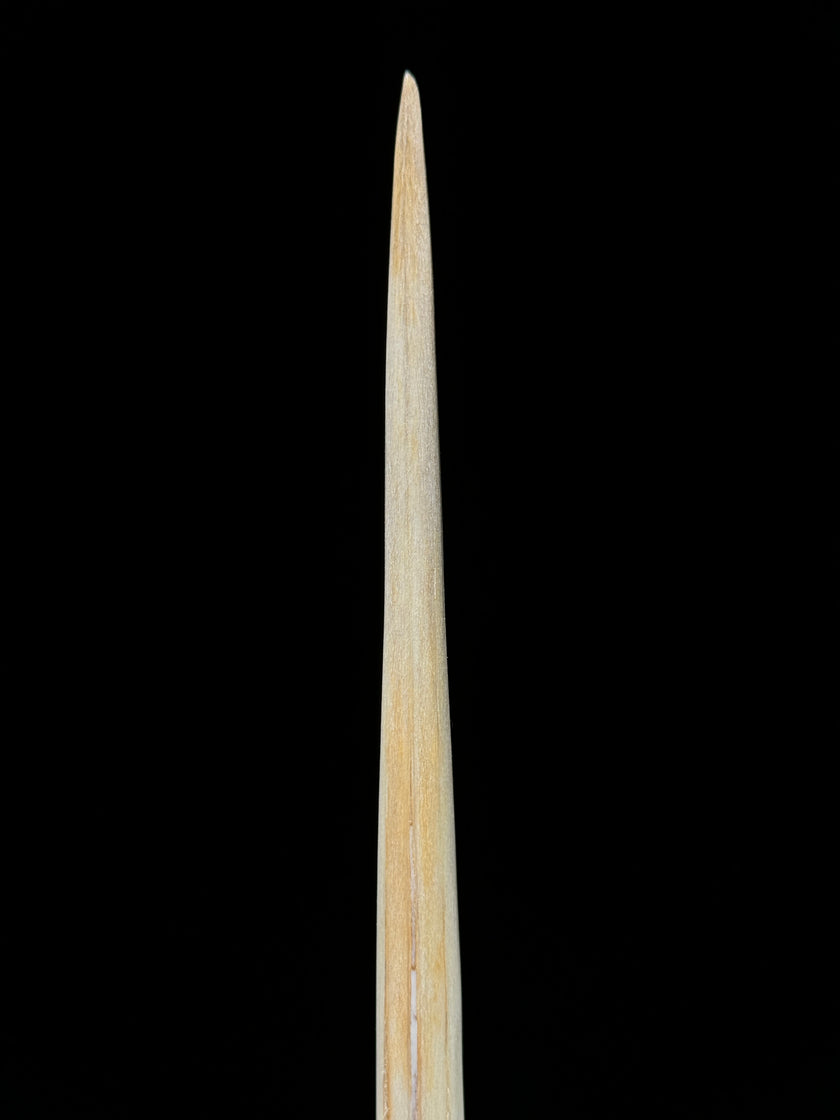 Marlin tusk on stand  - Tusk,A/015