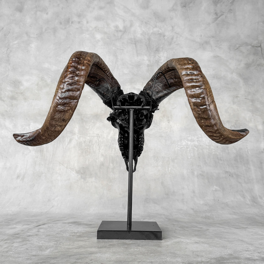 Carved Ram Skull with Big Lotus Motif - Black Wall Art Decor for Boho, Rustic & Eclectic Interiors