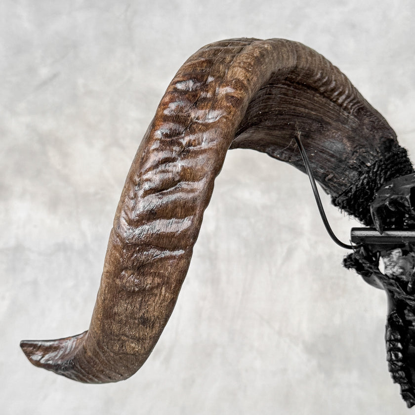 Carved Ram Skull with Big Lotus Motif - Black Wall Art Decor for Boho, Rustic & Eclectic Interiors