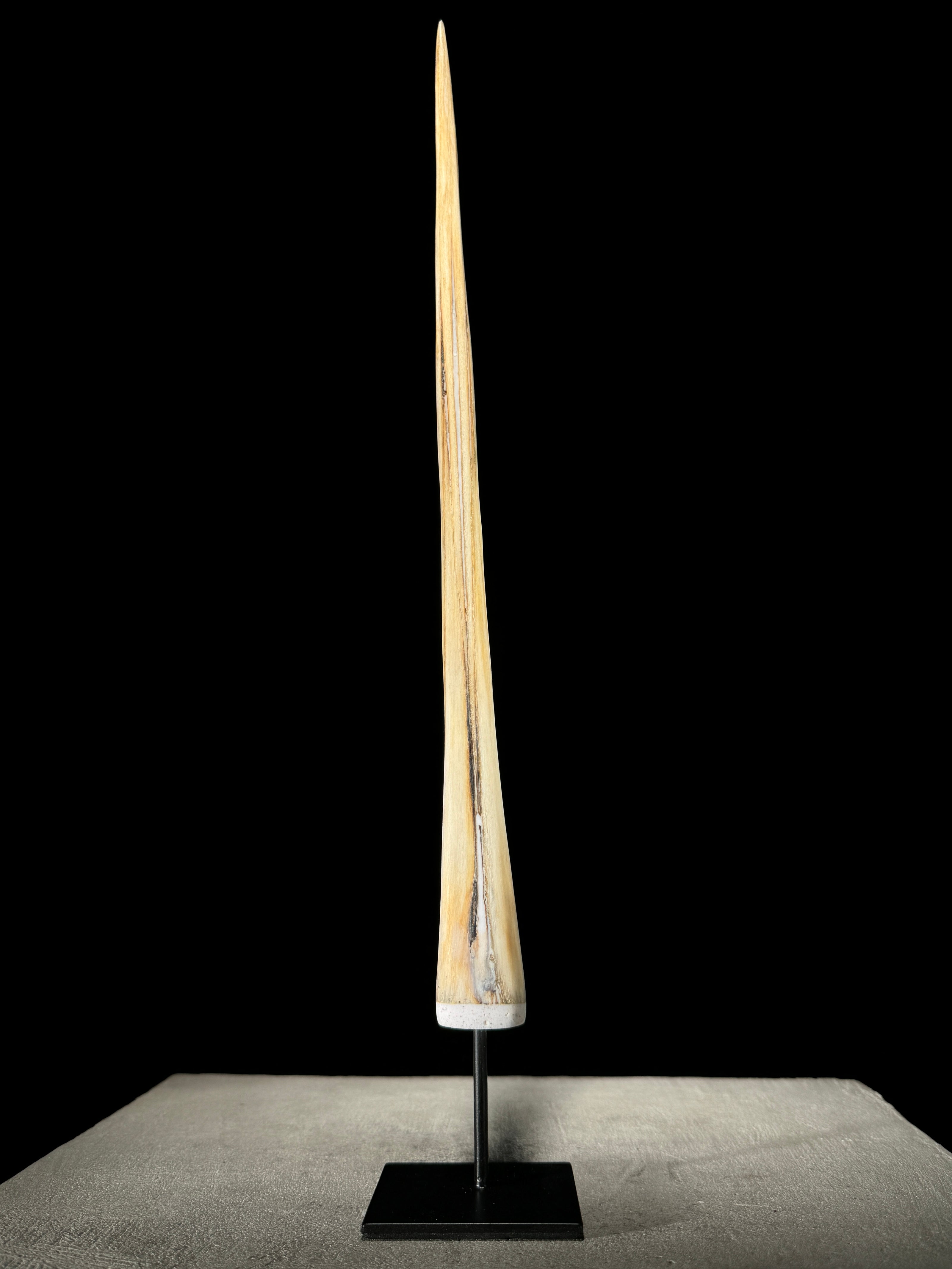 Marlin tusk on stand  - Tusk,A/017