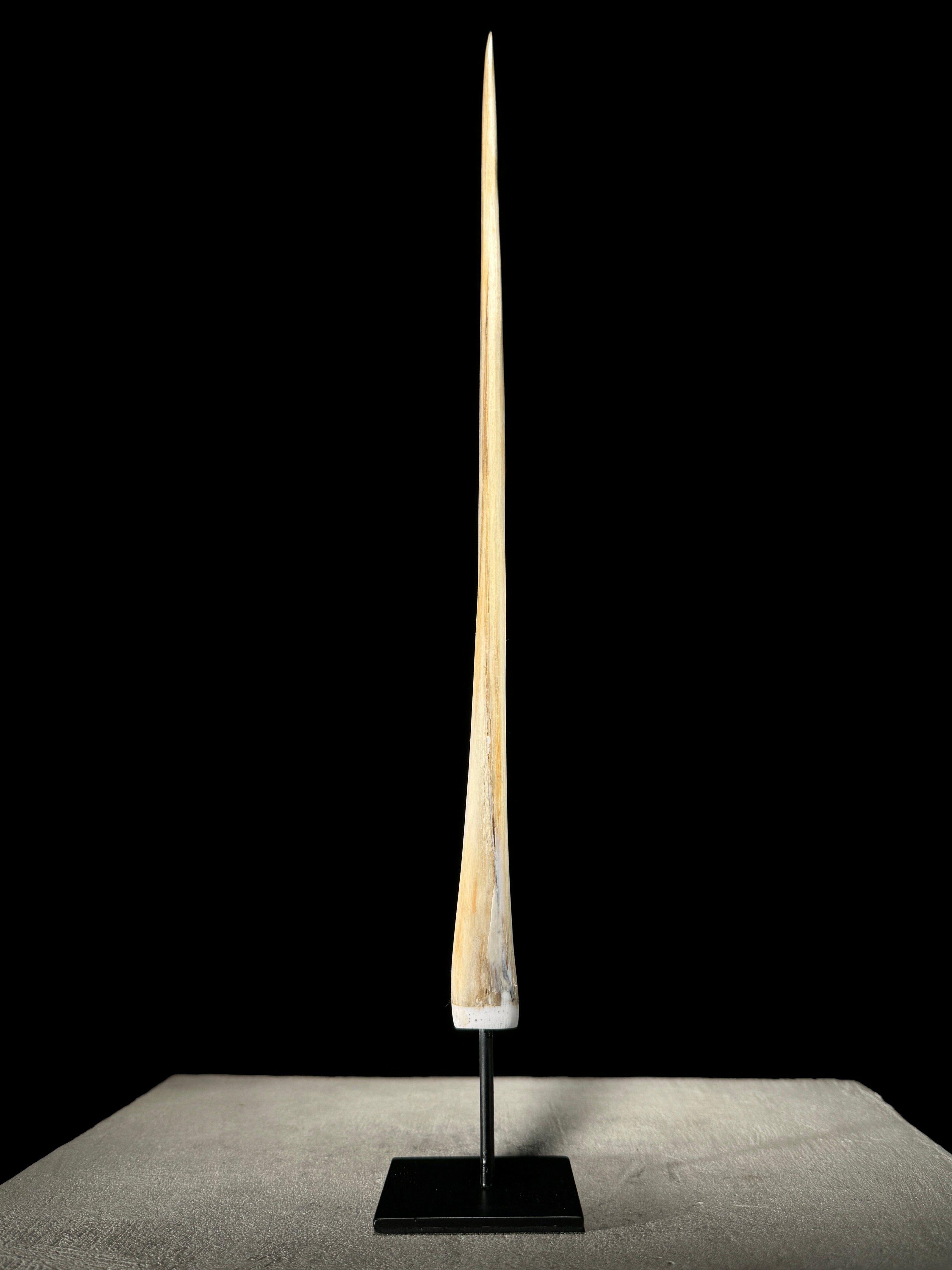 Marlin tusk on stand  - Tusk,A/017